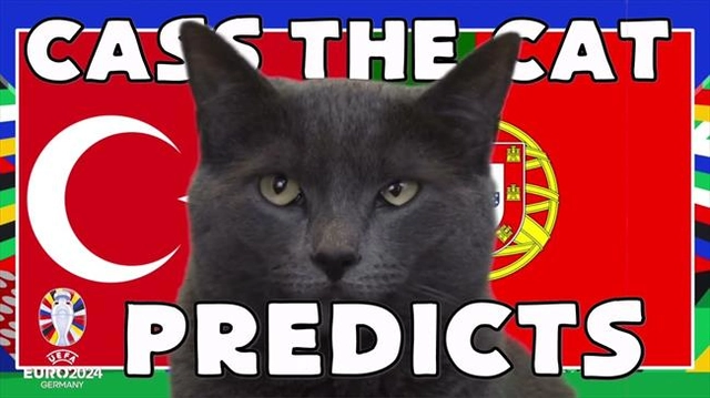 Mèo tiên tri dự đoán bất ngờ về kết quả trận Thổ Nhĩ Kỳ vs Bồ Đào Nha
