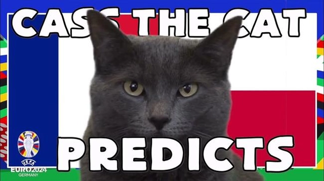Bất ngờ với kết quả dự đoán trận Pháp - Ba Lan của mèo tiên tri