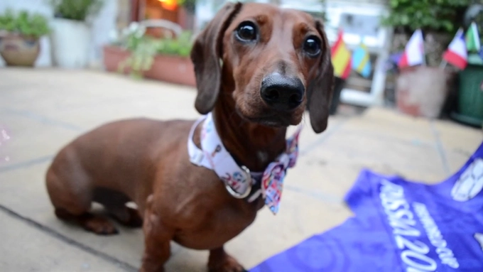 Chó tiên tri dự đoán thế nào về kết quả trận Croatia vs Anh