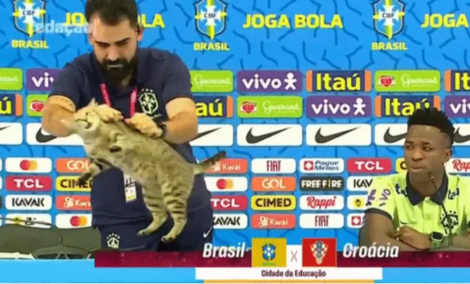 Mèo xuất hiện trong cuộc họp báo của tuyển Brazil