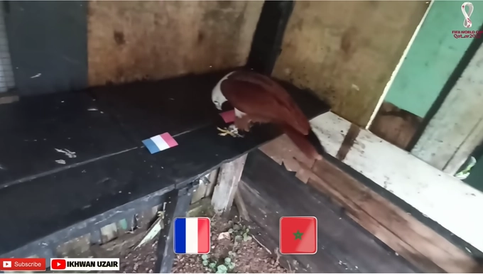 Đại bàng Romeo dự đoán kết quả trận Pháp vs Ma-Rốc 